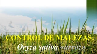 CONTROL DE MALEZAS:
Oryza sativa «arroz»
 