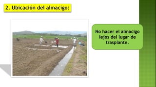 No hacer el almacigo
lejos del lugar de
trasplante.
2. Ubicación del almacigo:
 