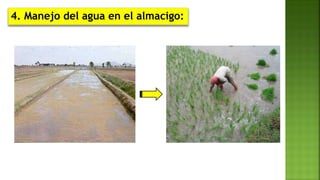 4. Manejo del agua en el almacigo:
 