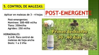 Aplicar en malezas de 3 – 4 hojas
Post-emergentes:
Nominee: 300-400 ml/ha
Tiara: 350ml/ha
Agridex: 250 ml/ha
HORMONALES:
2,4-D: Para control de
malezas de hoja ancha
Dosis: 1 a 2 l/ha
5. CONTROL DE MALEZAS:
 