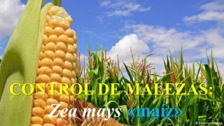 CONTROL DE MALEZAS:
Zea mays «maíz»
 