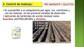 3. Control de malezas:
Es susceptible a la competencia por agua, luz ,nutrientes y
con las malezas, en los primeros estadios de desarrollo.
Aplicación de herbicidas de acción residual como:
Guardian (ACETOCLOR 84%) y atrazina.
2.5 litros- FA
3.0 litros - FL
3.5 litros- Far
 