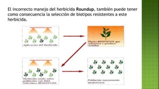 El incorrecto manejo del herbicida Roundup, también puede tener
como consecuencia la selección de biotipos resistentes a este
herbicida.
 