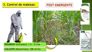 CALLISTO (Mesotriona): 300 ml/ha
ROUNDUP (Glifosato): 1.5 – 2 l/ha
3. Control de malezas:
 