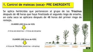Se aplica herbicidas que pertenecen al grupo de las Triazinas
después de 48 horas que haya finalizado el segundo riego de enseño,
en caña soca se aplicara después de 48 horas del primer riego de
remojo.
1. Control de malezas (soca)- PRE EMERGENTE
CILINDRO (200 litros de H2O)
2 litros de Ametrina + 2 litros de Atrazina
CILINDRO (200 litros de H2O)
4 litros de TRIAZINA (Ametrina + Atrazina)
 