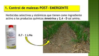 Herbicidas selectivos y sistémicos que tienen como ingrediente
activo a los productos químicos Ametrina y 2,4 - D sal amina.
1. Control de malezas POST- EMERGENTE
0.7 – 1 L/Ha
 