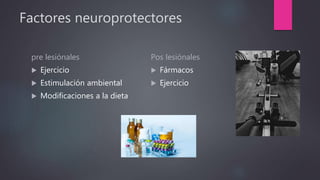 Factores neuroprotectores
pre lesiónales
 Ejercicio
 Estimulación ambiental
 Modificaciones a la dieta
Pos lesiónales
 Fármacos
 Ejercicio
 