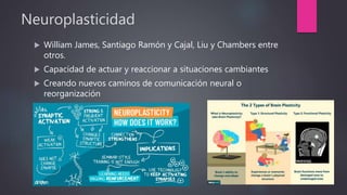 Neuroplasticidad
 William James, Santiago Ramón y Cajal, Liu y Chambers entre
otros.
 Capacidad de actuar y reaccionar a situaciones cambiantes
 Creando nuevos caminos de comunicación neural o
reorganización
 