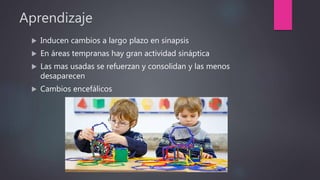 Aprendizaje
 Inducen cambios a largo plazo en sinapsis
 En áreas tempranas hay gran actividad sináptica
 Las mas usadas se refuerzan y consolidan y las menos
desaparecen
 Cambios encefálicos
 