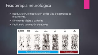 Fisioterapia neurológica
 Reeducación, remodelación de las vías, de patrones de
movimiento.
 Eliminando viejas o dañadas
 Facilitando la creación de nuevas
 