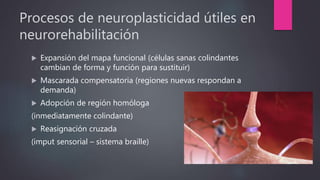 Procesos de neuroplasticidad útiles en
neurorehabilitación
 Expansión del mapa funcional (células sanas colindantes
cambian de forma y función para sustituir)
 Mascarada compensatoria (regiones nuevas respondan a
demanda)
 Adopción de región homóloga
(inmediatamente colindante)
 Reasignación cruzada
(imput sensorial – sistema braille)
 