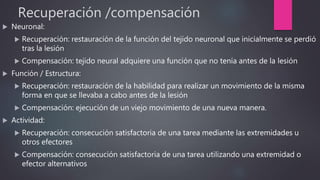 Recuperación /compensación
 Neuronal:
 Recuperación: restauración de la función del tejido neuronal que inicialmente se perdió
tras la lesión
 Compensación: tejido neural adquiere una función que no tenía antes de la lesión
 Función / Estructura:
 Recuperación: restauración de la habilidad para realizar un movimiento de la misma
forma en que se llevaba a cabo antes de la lesión
 Compensación: ejecución de un viejo movimiento de una nueva manera.
 Actividad:
 Recuperación: consecución satisfactoria de una tarea mediante las extremidades u
otros efectores
 Compensación: consecución satisfactoria de una tarea utilizando una extremidad o
efector alternativos
 