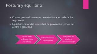 Postura y equilibrio
 Control postural: mantener una relación adecuada de los
segmentos
 Equilibrio: capacidad de control de proyección vertical del
centro e gravedad
Produciendo
ordenes a través
de señales
Retroalimentando
los receptores
Integrando las
señales de
retroalimentación
 