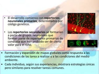 • El desarrollo comienza con repertorios
    neuronales primarios, determinados por
    código genético.

  • Los repertorios secundarios se formarían
    a partir de grupos neuronales que
    forman parte de repertorios primarios de
    conducta que han probado ser de cierto
    valor para el niño.

• Formación y expansión de mapas globales como respuesta a las
  condiciones de las tarea a realizar y a las condiciones del medio
  ambiente.
• Cada individuo, según sus experiencias, mostrara estrategias únicas
  pero similares para resolver tareas comunes.
 