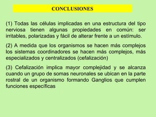 (1) Todas las células implicadas en una estructura del tipo nerviosa tienen algunas propiedades en común: ser irritables, polarizadas y fácil de alterar frente a un estímulo. (2) A medida que los organismos se hacen más complejos los sistemas coordinadores se hacen más complejos, más especializados y centralizados (cefalización) (3) Cefalización implica mayor complejidad y se alcanza cuando un grupo de somas neuronales se ubican en la parte rostral de un organismo formando Ganglios que cumplen funciones específicas CONCLUSIONES 