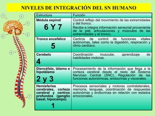 NIVELES DE INTEGRACIÓN DEL SN HUMANO Procesos sensoriales y motores contralaterales, memoria, lenguaje, coordinación de respuestas autonómas y endocrinas en relación con estados emocionales. Hemisferios cerebrales, corteza cerebral y centros profundos (ganglio basal, hipocampo) 1 Procesamiento de la información que llega a la corteza cerebral desde el resto del Sistema Nervioso Central (SNC). Regulación de las funciones autonómicas, endocrinas y viscerales. Diencéfalo, tálamo e hipotálamo 2 y 3 Coordinación muscular, aprendizaje de habilidades motoras. Cerebelo 4 Centros de control de funciones vitales autónomas, tales como la digestión, respiración y ritmo cardíaco. Tronco encefálico 5 Control reflejo del movimiento de las extremidades y del tronco. Recibe e integra información sensorial proveniente de la piel, articulaciones y músculos de las extremidades y el tronco. Médula espinal 6 Y 7 Función Estructura 