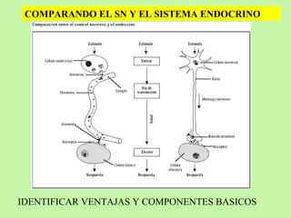 COMPARANDO EL SN Y EL SISTEMA ENDOCRINO IDENTIFICAR VENTAJAS Y COMPONENTES BASICOS 