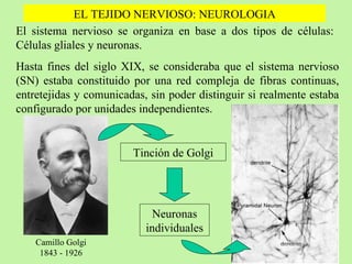 EL TEJIDO NERVIOSO: NEUROLOGIA El sistema nervioso se organiza en base a dos tipos de células:  Células gliales y neuronas.  Hasta fines del siglo XIX, se consideraba que el sistema nervioso (SN) estaba constituido por una red compleja de fibras continuas, entretejidas y comunicadas, sin poder distinguir si realmente estaba configurado por unidades independientes. Camillo Golgi 1843 - 1926 Tinción de Golgi Neuronas individuales 