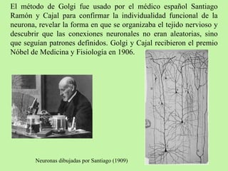 El método de Golgi fue usado por el médico español Santiago Ramón y Cajal para confirmar la individualidad funcional de la neurona, revelar la forma en que se organizaba el tejido nervioso y descubrir que las conexiones neuronales no eran aleatorias, sino que seguían patrones definidos. Golgi y Cajal recibieron el premio Nóbel de Medicina y Fisiología en 1906. Neuronas dibujadas por Santiago (1909) 