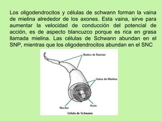 Los oligodendrocitos y células de schwann forman la vaina de mielina alrededor de los axones. Esta vaina, sirve para aumentar la velocidad de conducción del potencial de acción, es de aspecto blancuzco porque es rica en grasa llamada mielina. Las células de Schwann abundan en el SNP, mientras que los oligodendrocitos abundan en el SNC 