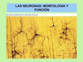LAS NEURONAS: MORFOLOGIA Y FUNCIÓN 