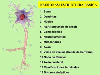 Soma Dendritas Núcleo RER (Sustancia de Nissl) Cono axónico Neurofilamentos Mitocondrias Axón Vaina de mielina (Célula de Schwann) Nodo de Ranvier Axón colateral Ramificaciones terminales Botones sinápticos NEURONAS: ESTRUCTURA BÁSICA 