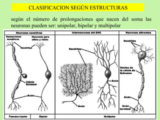 CLASIFICACION SEGÚN ESTRUCTURAS según el número de prolongaciones que nacen del soma las neuronas pueden ser: unipolar, bipolar y multipolar 