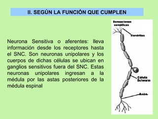 II. SEGÚN LA FUNCIÓN QUE CUMPLEN Neurona Sensitiva o aferentes: lleva información desde los receptores hasta el SNC. Son neuronas unipolares y los cuerpos de dichas células se ubican en ganglios sensitivos fuera del SNC. Estas neuronas unipolares ingresan a la médula por las astas posteriores de la médula espinal 