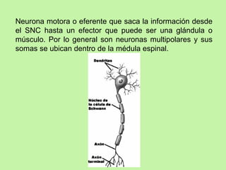 Neurona motora o eferente que saca la información desde el SNC hasta un efector que puede ser una glándula o músculo. Por lo general son neuronas multipolares y sus somas se ubican dentro de la médula espinal. 