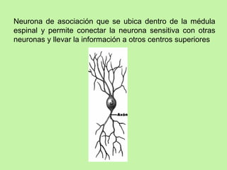 Neurona de asociación que se ubica dentro de la médula espinal y permite conectar la neurona sensitiva con otras neuronas y llevar la información a otros centros superiores 
