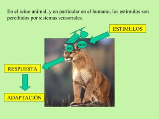 En el reino animal, y en particular en el humano, los estímulos son percibidos por sistemas sensoriales. ESTIMULOS RESPUESTA ADAPTACIÓN SN SENS 