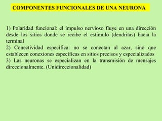 COMPONENTES FUNCIONALES DE UNA NEURONA 1) Polaridad funcional: el impulso nervioso fluye en una dirección desde los sitios donde se recibe el estímulo (dendritas) hacia la terminal 2) Conectividad específica: no se conectan al azar, sino que establecen conexiones específicas en sitios precisos y especializados 3) Las neuronas se especializan en la transmisión de mensajes direccionalmente. (Unidireccionalidad) 