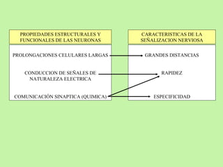 PROPIEDADES ESTRUCTURALES Y FUNCIONALES DE LAS NEURONAS CARACTERISTICAS DE LA SEÑALIZACION NERVIOSA PROLONGACIONES CELULARES LARGAS CONDUCCION DE SEÑALES DE NATURALEZA ELECTRICA COMUNICACIÓN SINAPTICA (QUIMICA) GRANDES DISTANCIAS RAPIDEZ ESPECIFICIDAD 