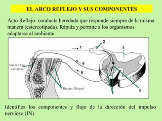 EL ARCO REFLEJO Y SUS COMPONENTES Acto Reflejo: conducta heredada que responde siempre de la misma manera (estereotipada). Rápida y permite a los organismos adaptarse al ambiente. Identifica los componentes y flujo de la dirección del impulso nervioso (IN) 