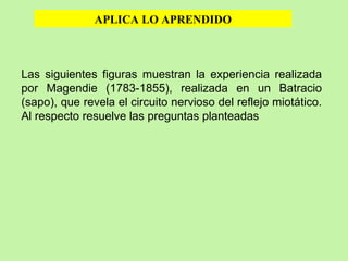 Las siguientes figuras muestran la experiencia realizada por Magendie (1783-1855), realizada en un Batracio (sapo), que revela el circuito nervioso del reflejo miotático. Al respecto resuelve las preguntas planteadas APLICA LO APRENDIDO 