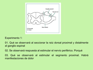 Experimento 1: 01. Qué se observará al seccionar la raíz dorsal proximal y distalmente al ganglio espinal 02. Se observará respuesta al estimular el nervio periférico. Porqué 03. Qué se observará al estimular el segmento proximal. Habrá manifestaciones de dolor 