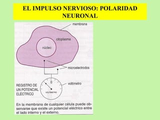 EL IMPULSO NERVIOSO: POLARIDAD NEURONAL 