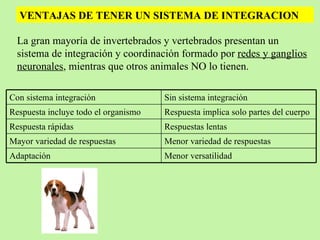 La gran mayoría de invertebrados y vertebrados presentan un sistema de integración y coordinación formado por  redes y ganglios neuronales , mientras que otros animales NO lo tienen. VENTAJAS DE TENER UN SISTEMA DE INTEGRACION Menor versatilidad Adaptación  Menor variedad de respuestas Mayor variedad de respuestas Respuestas lentas Respuesta rápidas Respuesta implica solo partes del cuerpo Respuesta incluye todo el organismo Sin sistema integración Con sistema integración 