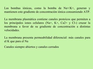 Las bombas iónicas, como la bomba de Na+/K+, generan y mantienen este gradiente de concentración iónica consumiendo ATP. La membrana plasmática contiene canales proteicos que permiten a los principales iones celulares (Na+, K+, Ca2+ y Cl-) cruzar la membrana a favor de su gradiente de concentración a distintas velocidades.  La membrana presenta permeabilidad diferencial: más canales para el K que para el Na Canales siempre abiertos y canales cerrados 