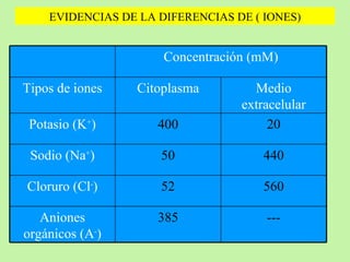EVIDENCIAS DE LA DIFERENCIAS DE ( IONES) Concentración (mM) --- 385 Aniones orgánicos (A - ) 560 52 Cloruro (Cl - ) 440 50 Sodio (Na + ) 20 400 Potasio (K + ) Medio extracelular Citoplasma Tipos de iones 