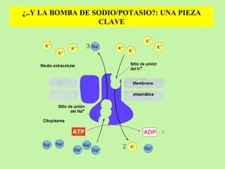 ¿..Y LA BOMBA DE SODIO/POTASIO?: UNA PIEZA CLAVE 
