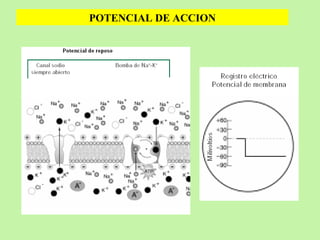POTENCIAL DE ACCION 