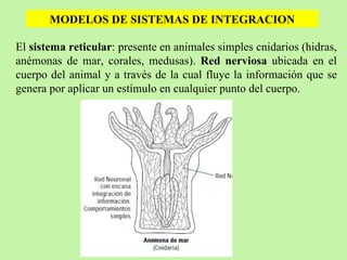 El  sistema reticular : presente en animales simples cnidarios (hidras, anémonas de mar, corales, medusas).  Red nerviosa  ubicada en el cuerpo del animal y a través de la cual fluye la información que se genera por aplicar un estímulo en cualquier punto del cuerpo. MODELOS DE SISTEMAS DE INTEGRACION 