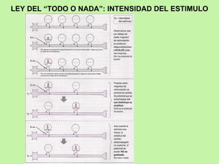 LEY DEL “TODO O NADA”: INTENSIDAD DEL ESTIMULO 