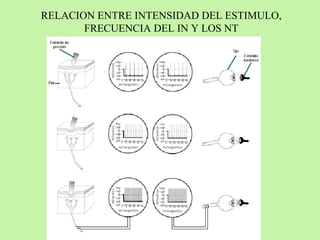 RELACION ENTRE INTENSIDAD DEL ESTIMULO, FRECUENCIA DEL IN Y LOS NT 