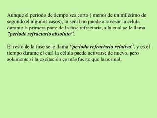 Aunque el periodo de tiempo sea corto ( menos de un milésimo de segundo el algunos casos), la señal no puede atravesar la célula durante la primera parte de la fase refractaria, a la cual se le llama  "período refractario absoluto".  El resto de la fase se le llama  "período refractario relativo",  y es el tiempo durante el cual la célula puede activarse de nuevo, pero solamente si la excitación es más fuerte que la normal.  