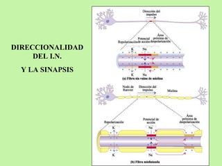 DIRECCIONALIDAD DEL I.N. Y LA SINAPSIS 