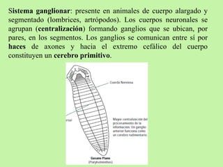 S istema ganglionar : presente en animales de cuerpo alargado y segmentado (lombrices, artrópodos). Los cuerpos neuronales se agrupan ( centralización ) formando ganglios que se ubican, por pares, en los segmentos. Los ganglios se comunican entre sí por  haces  de axones y hacia el extremo cefálico del cuerpo constituyen un  cerebro primitivo .  