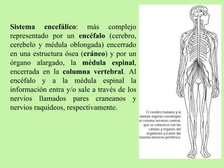 Sistema encefálico : más complejo representado por un  encéfalo  (cerebro, cerebelo y médula oblongada) encerrado en una estructura ósea ( cráneo ) y por un órgano alargado, la  médula espinal , encerrada en la  columna vertebral . Al encéfalo y a la médula espinal la información entra y/o sale a través de los nervios llamados pares craneanos y nervios raquídeos, respectivamente.  