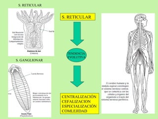 S. RETICULAR S. GANGLIONAR S. RETICULAR CENTRALIZACIÓN CEFALIZACION ESPECIALIZACIÓN COMLEJIDAD TENDENCIA  EVOLUTIVA 